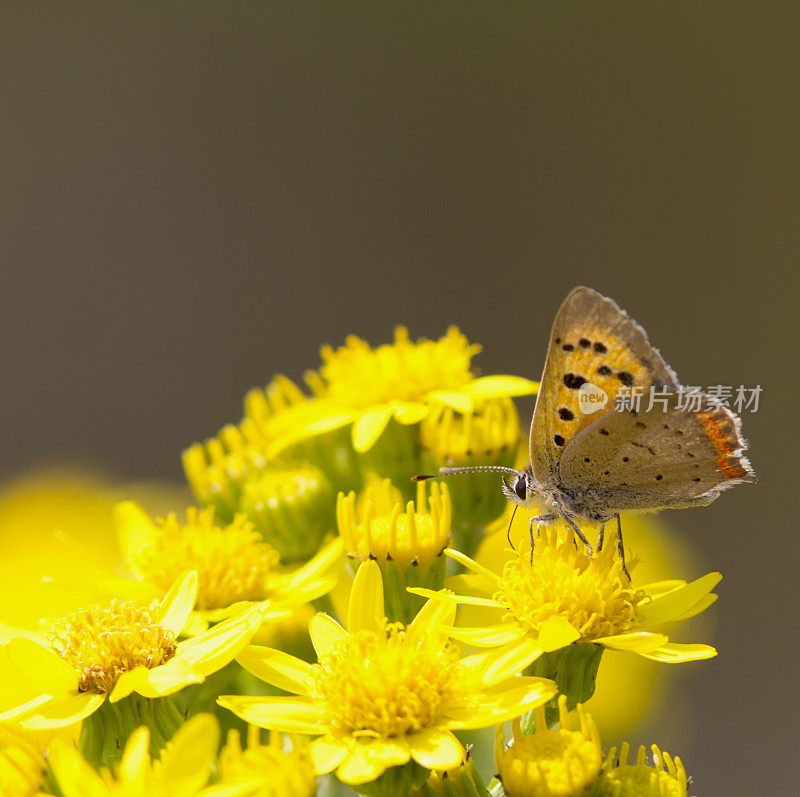 小铜蝶(Lycaena phlaeas)